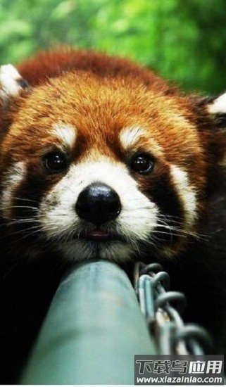 可爱动物壁纸大全软件截图3