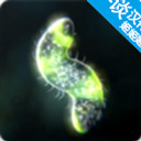 孢子的起源游戏下载 v40.54