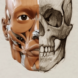 artanatomy安卓版(艺术家之3D解剖图)