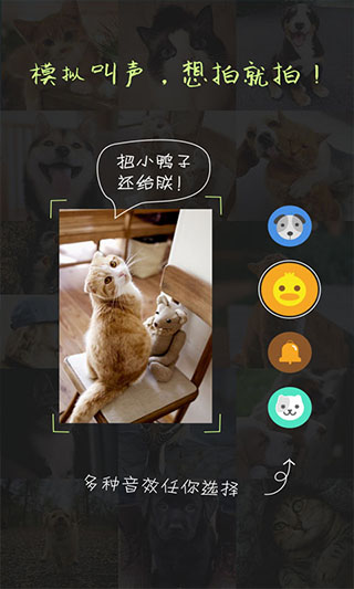 萌宠相机app截图2