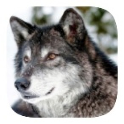 野狼模拟器2022手游最新版