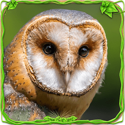 猫头鹰模拟器中文版