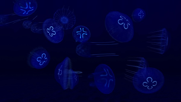 养鱼场3中文版(Fish Farm 3)截图4