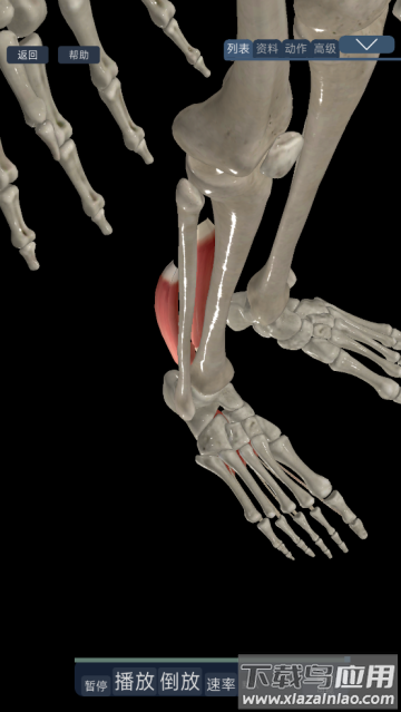 3d运动解剖下载手机版