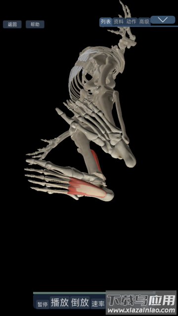 3d运动解剖下载手机版