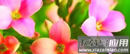 智能花箱app 智能花箱app