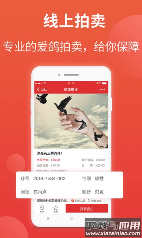 赛鸽头条下载安装截图3