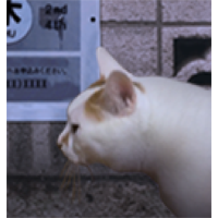 翌日猫之怪奇谭手游