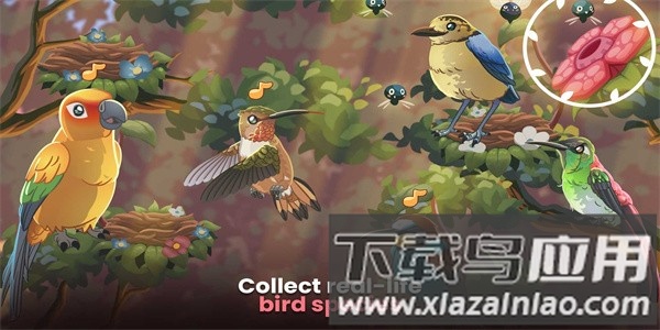 鸟类世界最新版最新版截图3