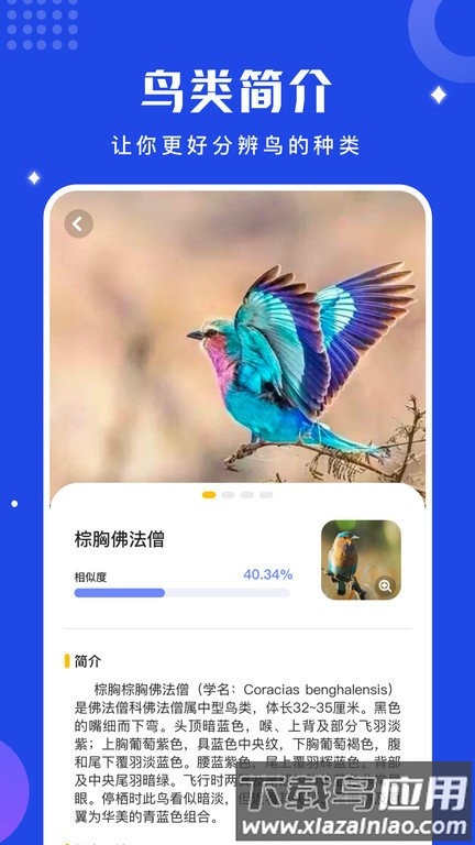 鸟语语言翻译器下载