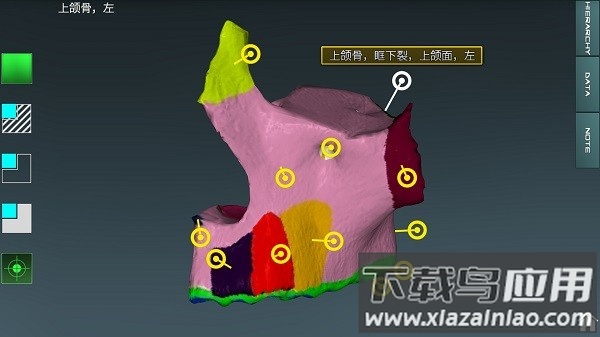 人体解剖学图集手机版截图3