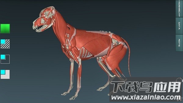人体解剖学图集手机版截图4