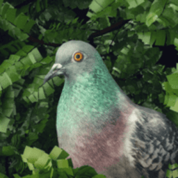 鸽子爱情故事游戏(Pigeon: A Love Story)