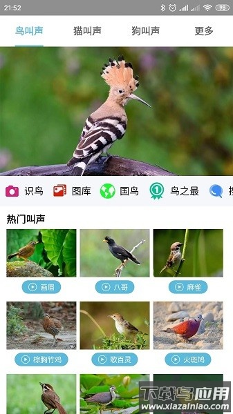 鸟叫声大全软件截图3