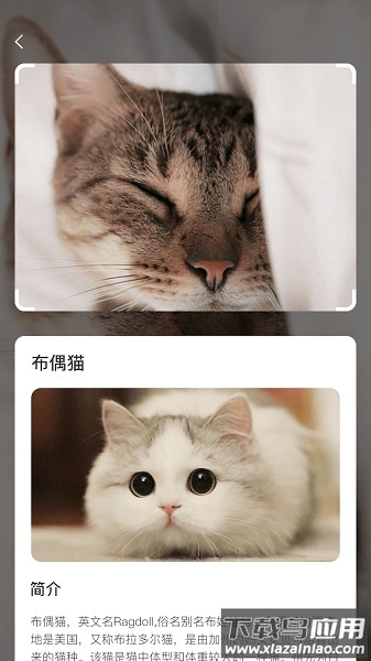 云养猫软件截图2