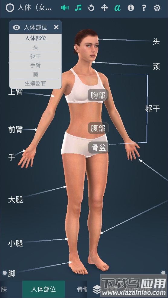 humanbody官方下载2025(Human body (female))截图3
