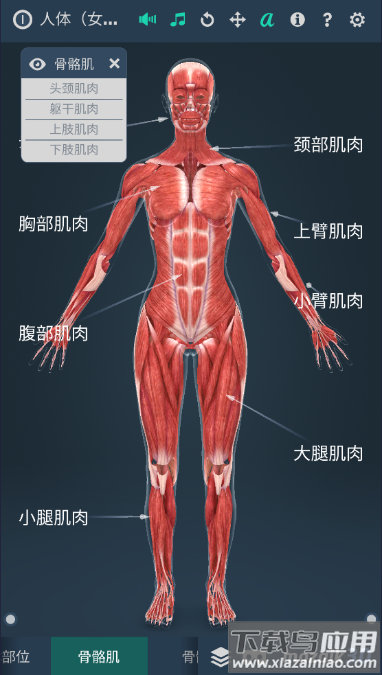 humanbody官方下载2025(Human body (female))截图4