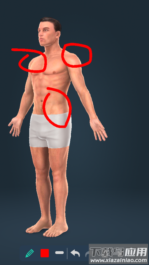 Humanbodymale软件截图2