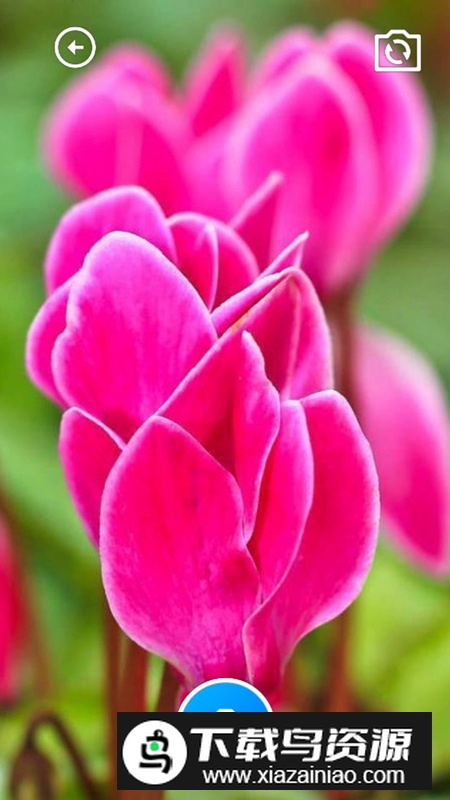 迎春花助手app免费版最新版截图2