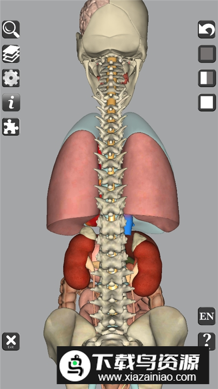 3D Bones and Organs Anatomy安卓版 v5.9截图4