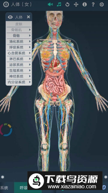 Human body female3d(女性人体模型软件手机版)最新版截图2