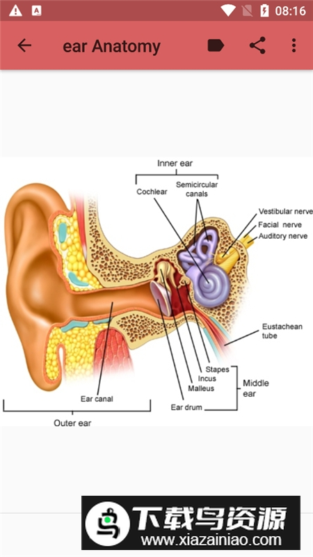 anatomy人体解剖图谱app最新版最新版截图5