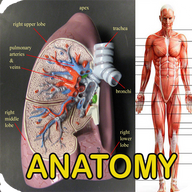 anatomy人体解剖图谱app最新版