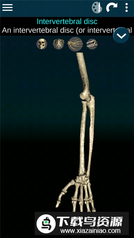 Human skeleton Anatomy(bones3d人体骨骼结构图)最新版截图2