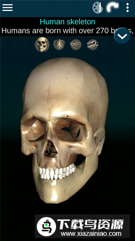 Human skeleton Anatomy(bones3d人体骨骼结构图)最新版截图3