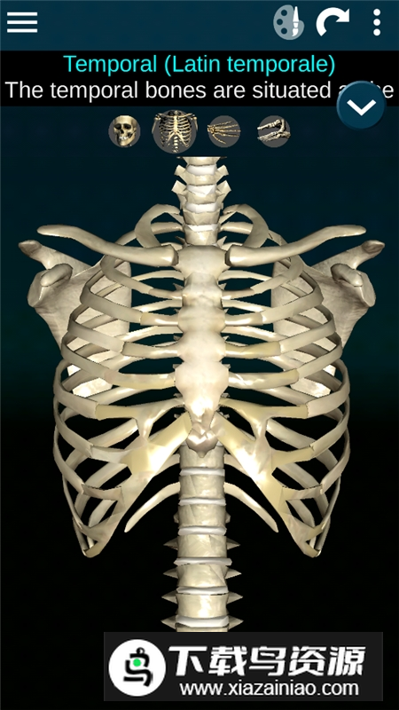 Human skeleton Anatomy(bones3d人体骨骼结构图)最新版截图4