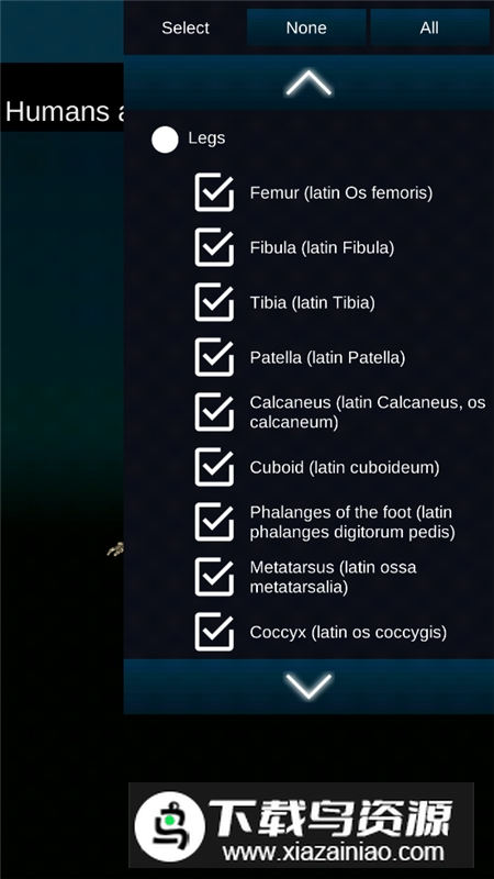 Human skeleton Anatomy(bones3d人体骨骼结构图)最新版截图5
