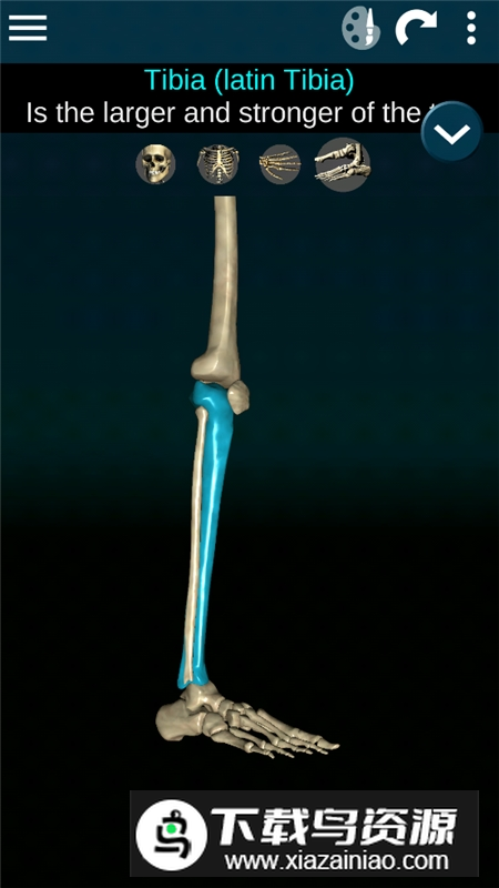 Human skeleton Anatomy(bones3d人体骨骼结构图)最新版截图6