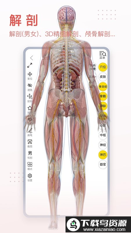 3DBody解剖双语版app最新版截图3