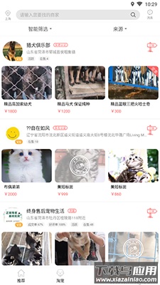 淘宠网app宠物猫狗交易平台最新版截图4