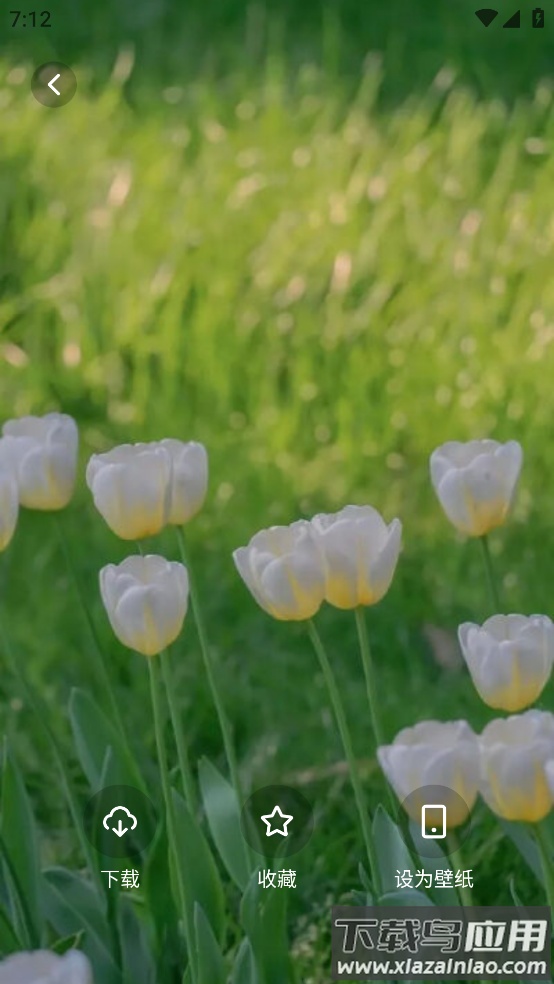 风铃壁纸app截图4