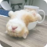 奶瓶视频app官方版