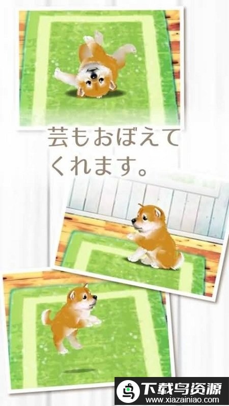 柴犬育成游戏最新版截图3