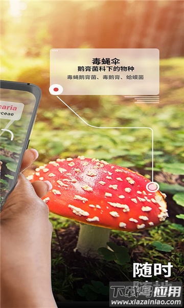 蘑菇识别助手(Picture Mushroom)最新版截图1