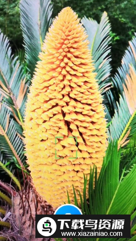 君子兰宝匣app安卓版最新版截图3