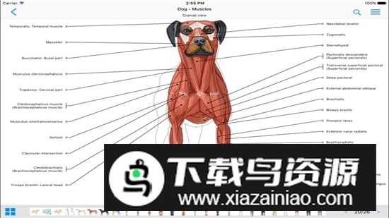 vet-Anatomy动物3d解剖软件安卓手机版截图2