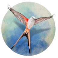 展翅翱翔桌游手机版(Wingspan)