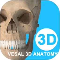 维萨里3d解剖教学