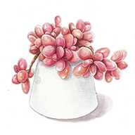 多肉花草成长日记APP