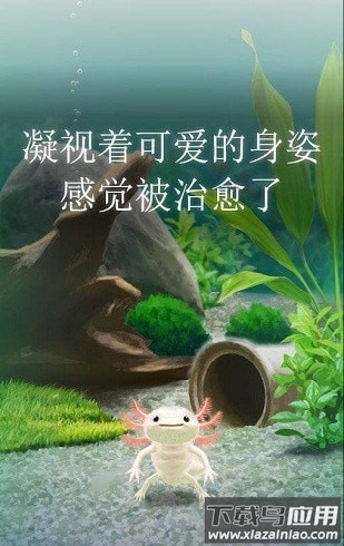 治愈的蝾螈最新版截图3