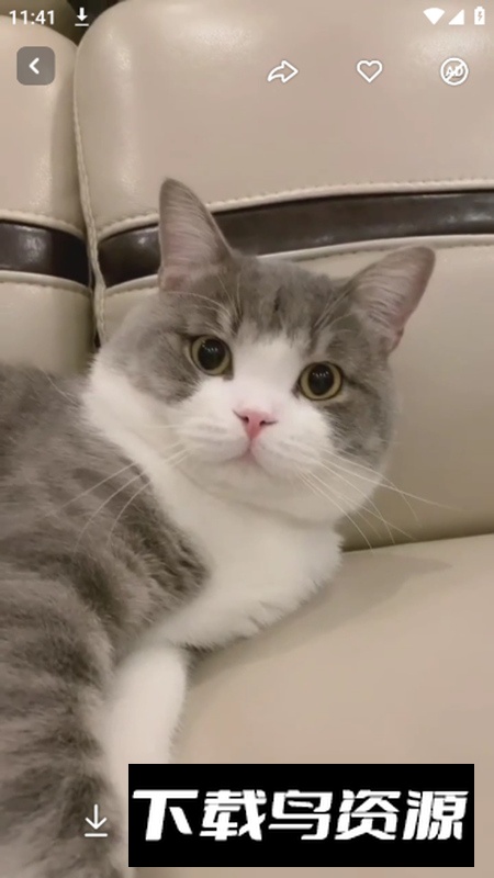 WallFancy壁纸app会员版截图4