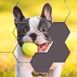 拼图来几把手机版