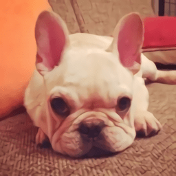 真实狗狗模拟器手机版