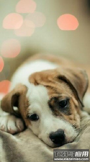 可爱动物壁纸大全软件