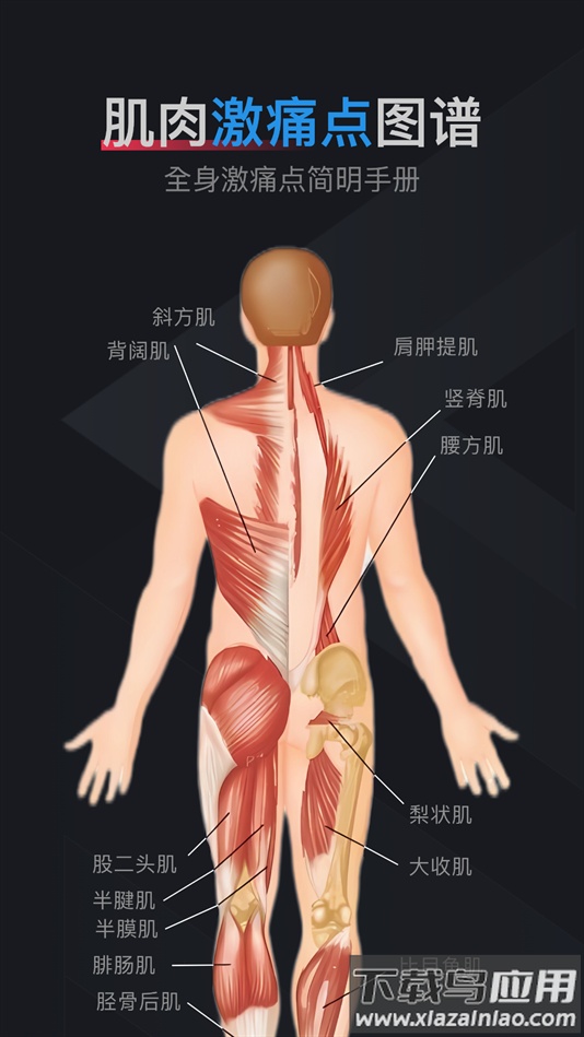 肌肉激痛点图谱软件下载截图3