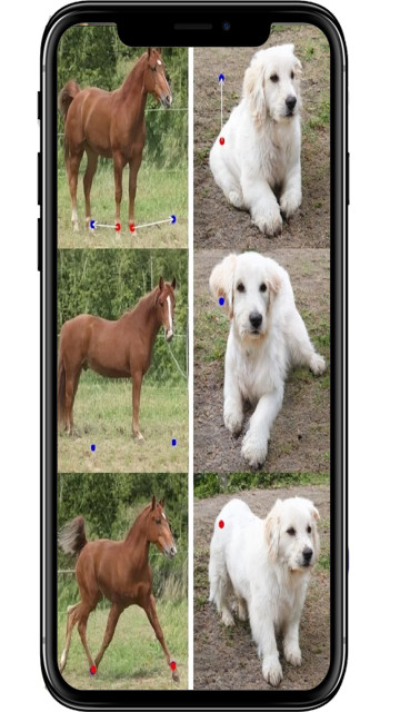 DragGAN安卓手机客户端截图2